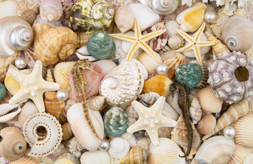 Sea life and ocean bottom concept for wallpapers and post cards. Seashells, starfishes, sea urchin, seahorse, pearls.