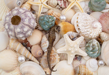 Sea life and ocean bottom concept for wallpapers and post cards. Seashells, starfishes, sea urchin, seahorse, pearls.