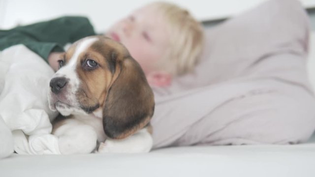 The blond boy lies in bed with a puppy beagle and strokes the dog in the morning.