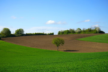 Fototapeta na wymiar Einzelner Baum in Hügellandschaft mit Acker und Feldern im Frühling