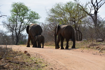 Fototapeta na wymiar Elefanten auf der Straße