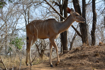 weibliche Kudu Kuh