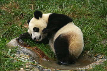 Lazy giant panda bear