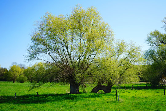 Alte, krumme, bl&uuml;hende Kopfweiden im Fr&uuml;hling, kleinteiliges Wiesen und Weideland