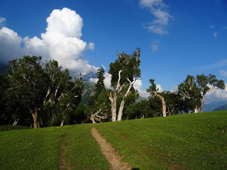 Silver birch trees with meadows and sky 