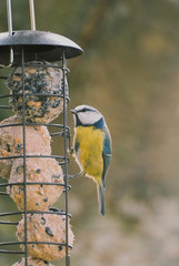 blue tit on bird feeder.