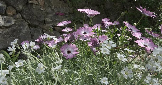 Spring flowering of pink African daisies. Flowering bush and meadow with white cerastium flowers. Tracking shot.
