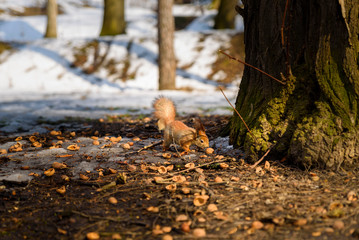 a red squirrel on the ground gathering nuts