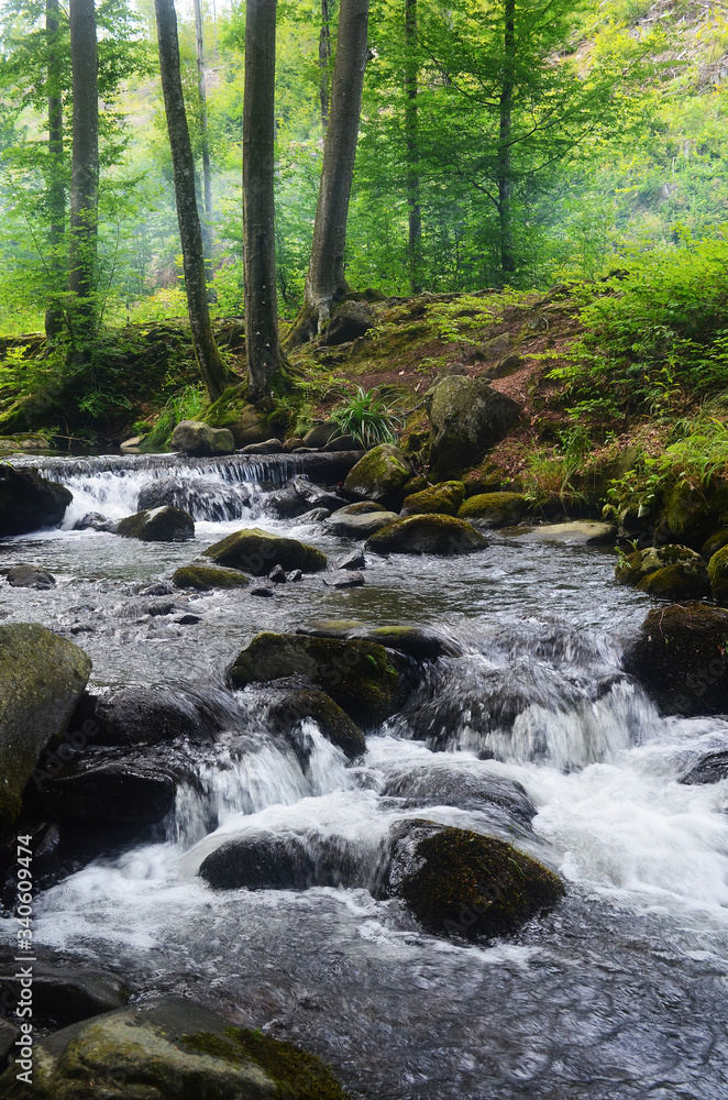 Wall mural mounrain stream in the green forest