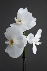 white orchid in blossom on the grey background