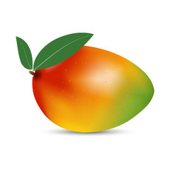 Vector illustration of mango fruit on a white background. Bright saturated colors. Realistic performance. An element of your design.
