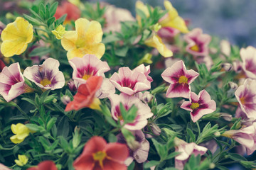 Spring outdoor dense colored morning glory，Ipmoea cairica