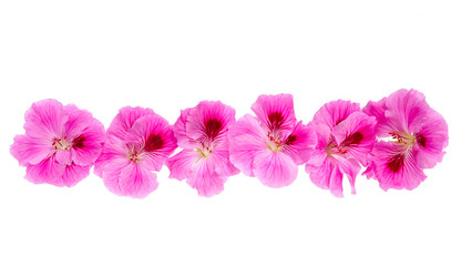 pink geranium flower isolated on white background