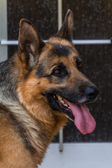 German Shepherd