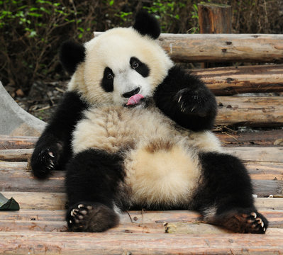 Cute giant panda bear enjoying