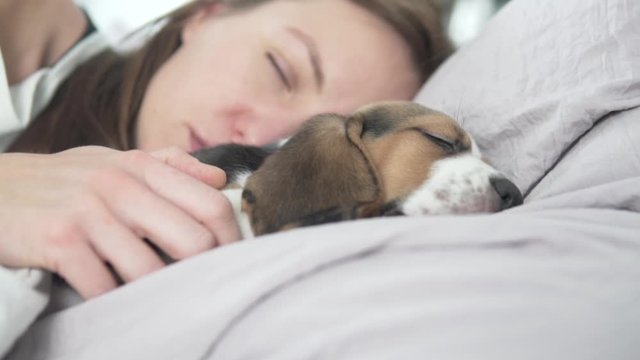 The beagle puppy sleeps in bed with the mistress, the muzzle on the pillow.