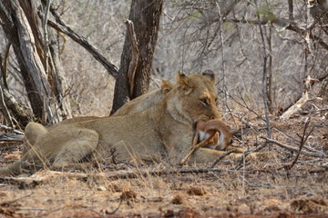 Löwe isst einen Steinbock - Kruger Nationalpark
