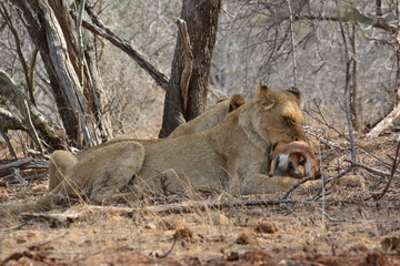 Löwe isst einen Steinbock - Kruger Nationalpark