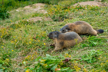 Pair of wild marmots feeding on a pasture.
