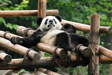 Gardinen Panda Giant panda bear relaxing  © wusuowei