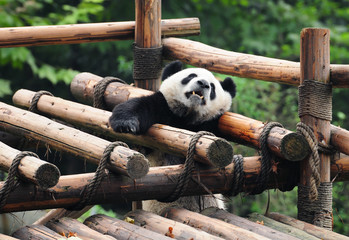 Cute giant panda bear 