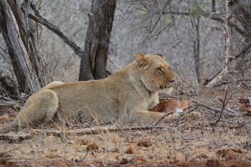 Löwe isst einen Steinbock - Kruger Nationalpark