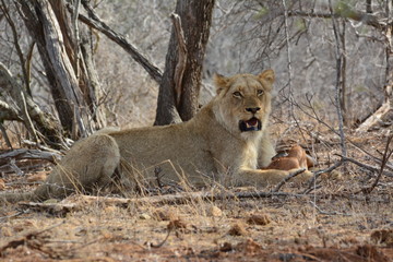 Obraz na płótnie Canvas Löwe isst einen Steinbock - Kruger Nationalpark