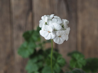 Medicinal plant.White delicate geranium pelargonium on a wooden rustic ancient background.