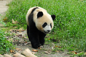 Adult giant panda bear on the walk