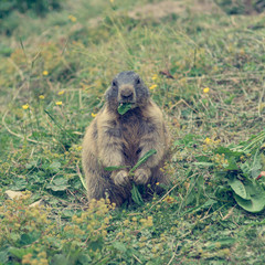 Portrait of wild marmot feeding on mountain meadow.