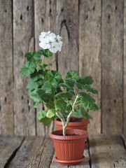Medicinal plant.White delicate geranium pelargonium on a wooden rustic ancient background.