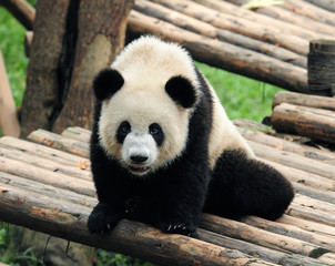 Cute giant panda bear posing for camera