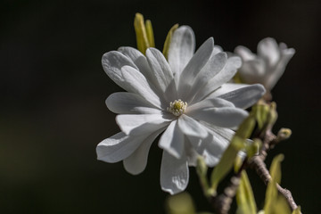 Magnolienblüte weiß, Magnolie, Natur, Garten, Blumen