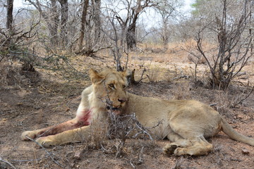 Fototapeta na wymiar Löwe isst einen Steinbock - Kruger Nationalpark