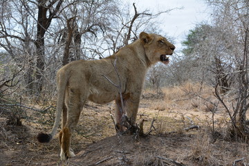 Naklejka premium Löwe isst einen Steinbock - Kruger Nationalpark