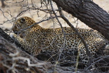 Leopard auf einem Baum - Kruger Nationalpark Südafrika