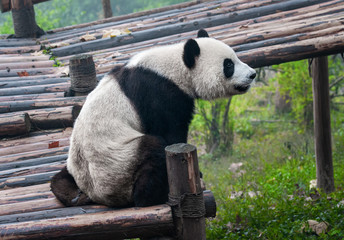 Cute giant panda bear sitting and staring