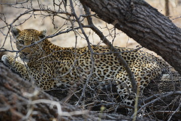 Leopard auf einem Baum - Kruger Nationalpark Südafrika