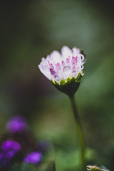 Fototapeta premium pâquerette mouillée