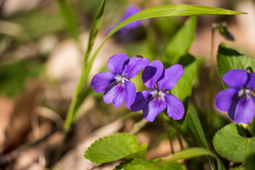 First violet blooming in spring sun Viola odorata