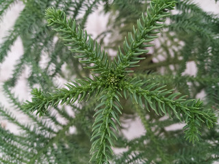 coniferous branch closeup. texture. Araucaria