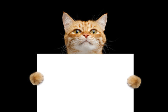 Funny cat showing a placard isolated on black background, blank web banner template and horizontally copy space