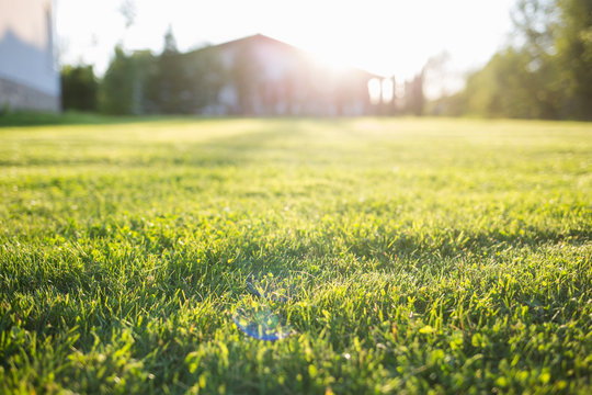 Green Lawn At Home. On A Sunny Summer Day.