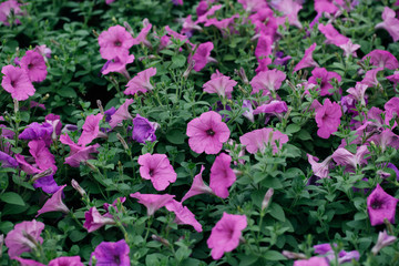 Spring outdoor dense colored morning glory，Ipmoea cairica