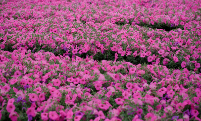 Fototapeta premium Spring outdoor dense colored morning glory，Ipmoea cairica