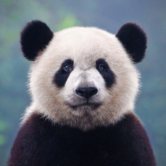 Cute giant panda bear posing for camera - 340612607