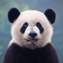 Fotobehang Cute giant panda bear posing for camera © wusuowei
