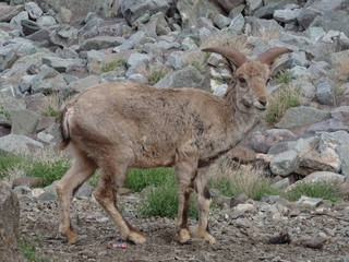 mountain goat looking to camera