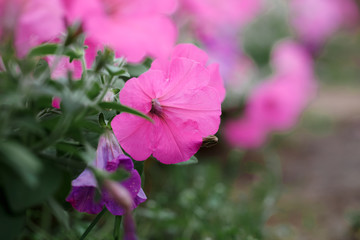 Spring outdoor dense colored morning glory，Ipmoea cairica