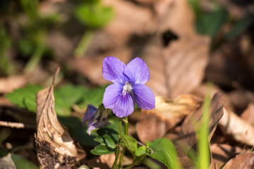 First violet blooming in spring sun Viola odorata